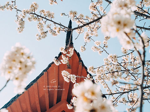 南京玄武湖樱桃花