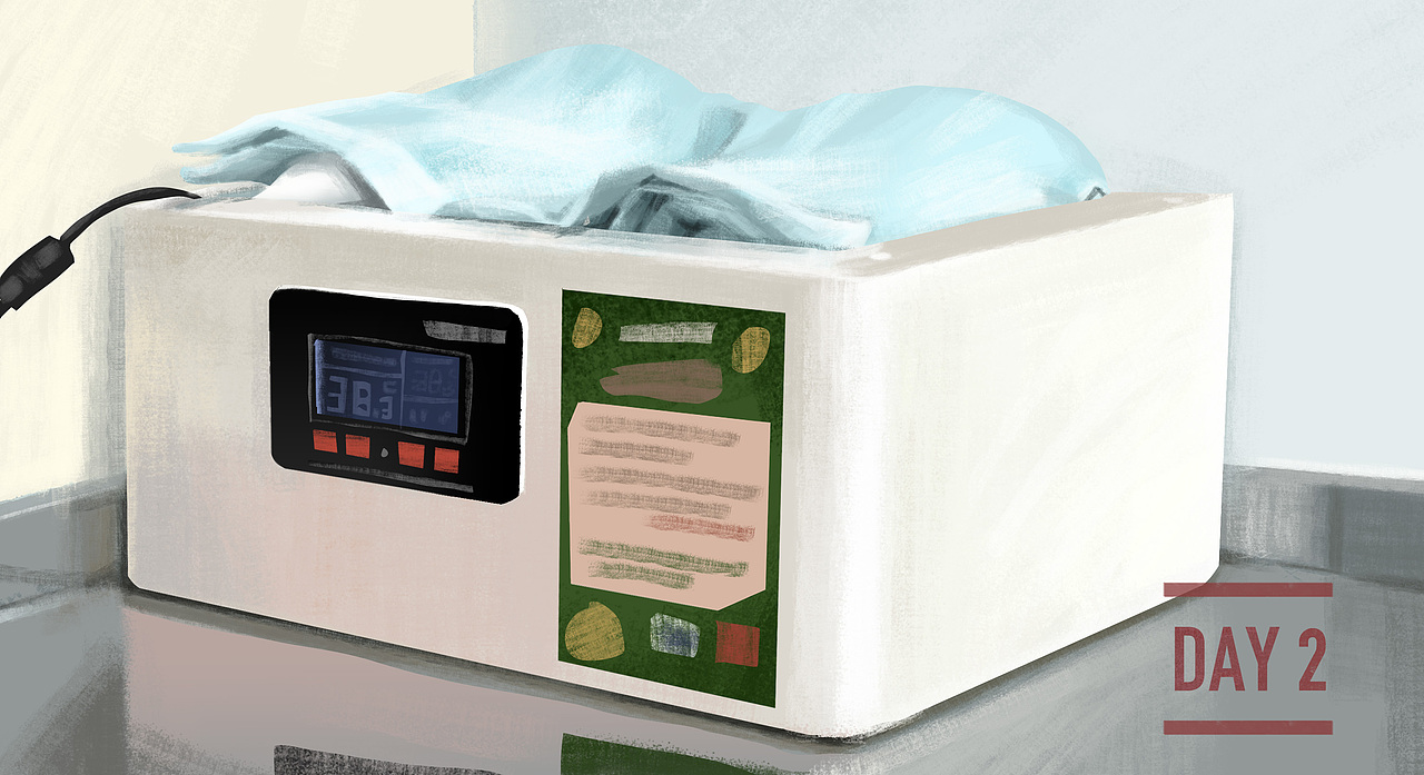 卢丁鸡孵化绘画记录