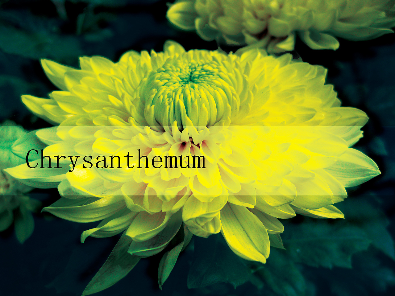 哪些花儿（图ZMjM4MzYwOA==） - 其他摄影 - 站酷设计师夏天小姐姐原创素材 - 站酷ZCOOL