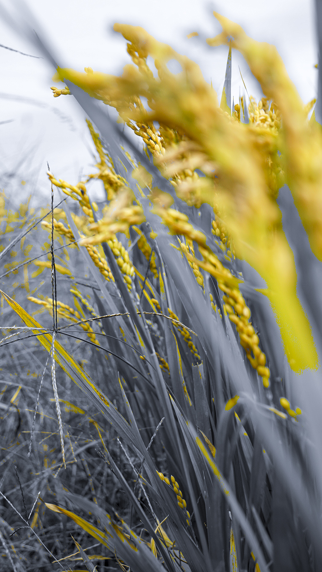 乡村 稻香（图ZMjMxODUxOTQ4） - 风光摄影 - 站酷设计师Danhongz原创素材 - 站酷ZCOOL