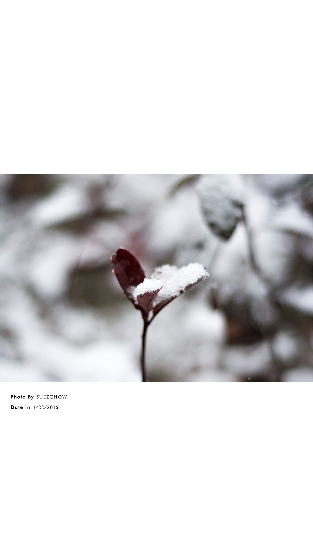 这样的小雪太安静。
