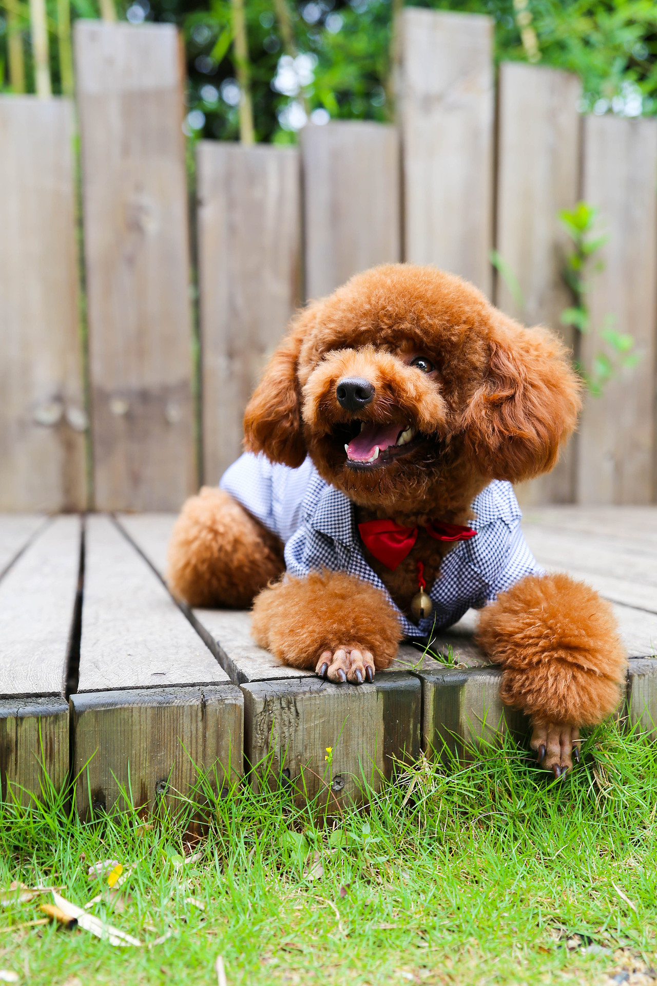 【i,pet宠物摄影】kobe