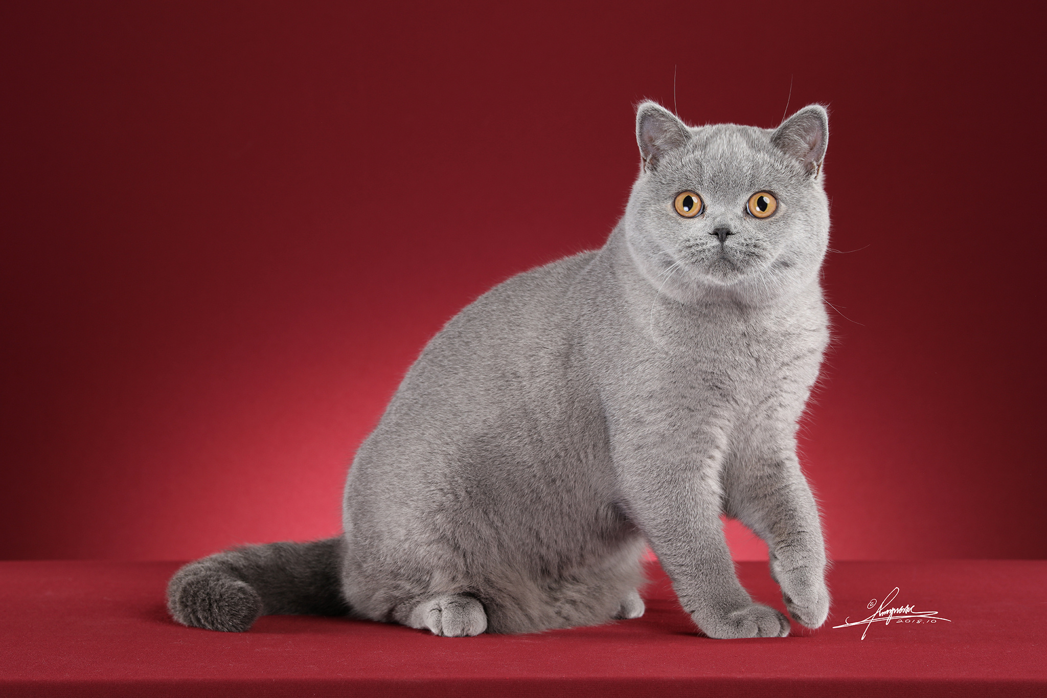 英国短毛猫AMYWORKS,拍摄于江苏|摄影|宠物摄影|AMYWORKS赛猫摄影 - 原创作品 - 站酷 (ZCOOL)
