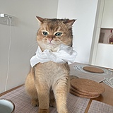 真的很想养只猫的头像