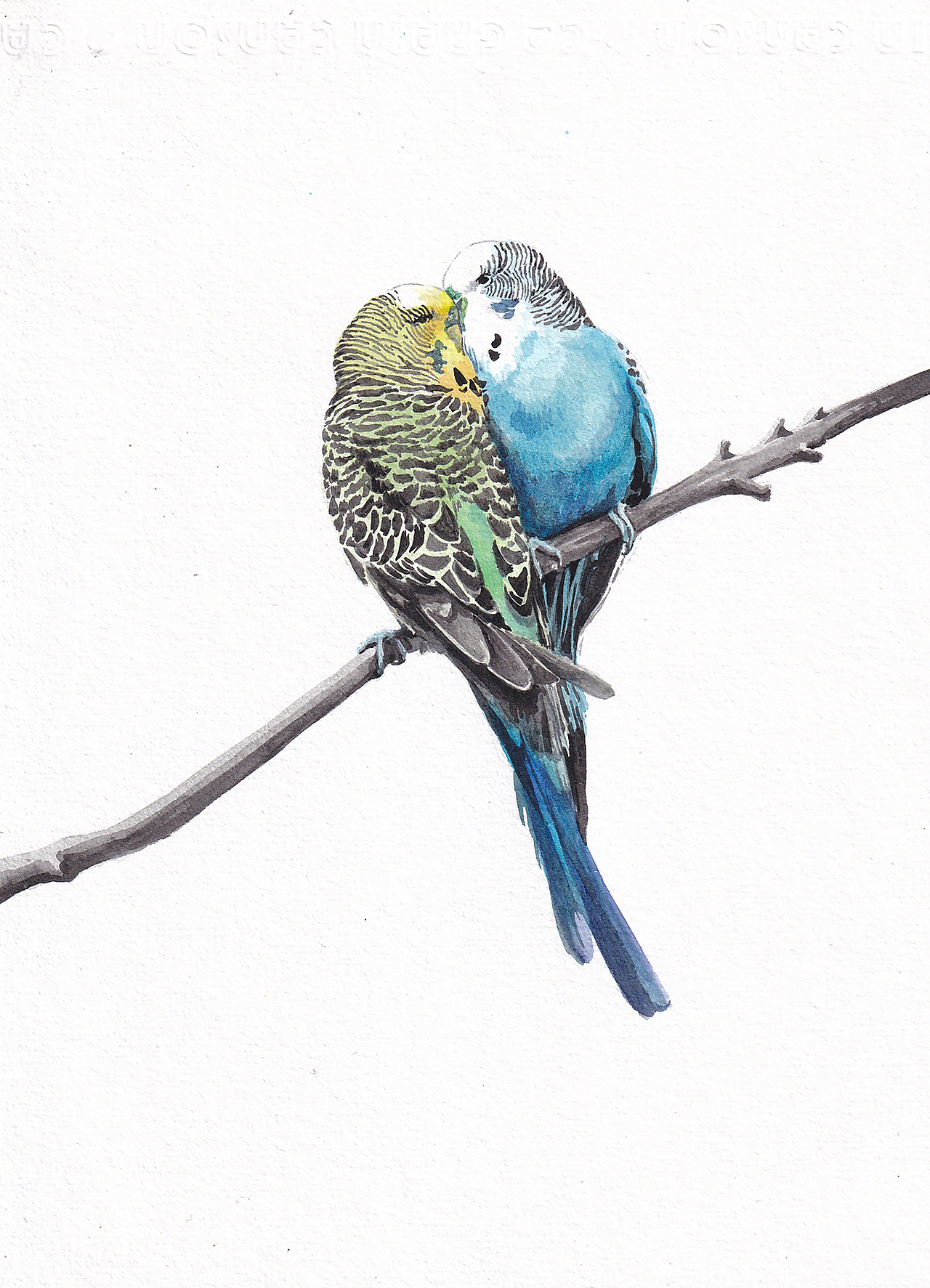 2021水彩萌宠肖像画系列 の 《虎皮鹦鹉组图②》