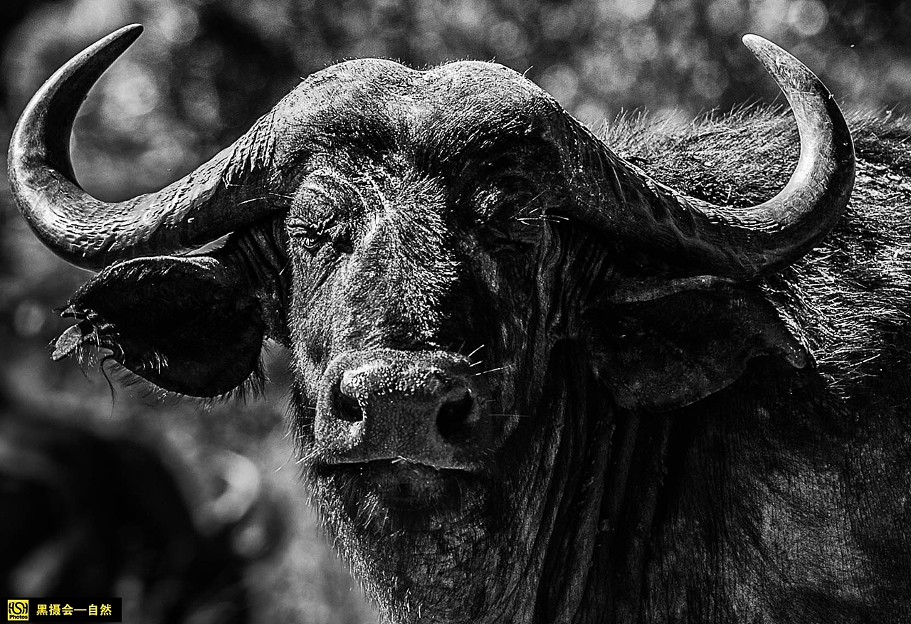 这种牛非常凶猛,狮子都对这种生物无可奈何.