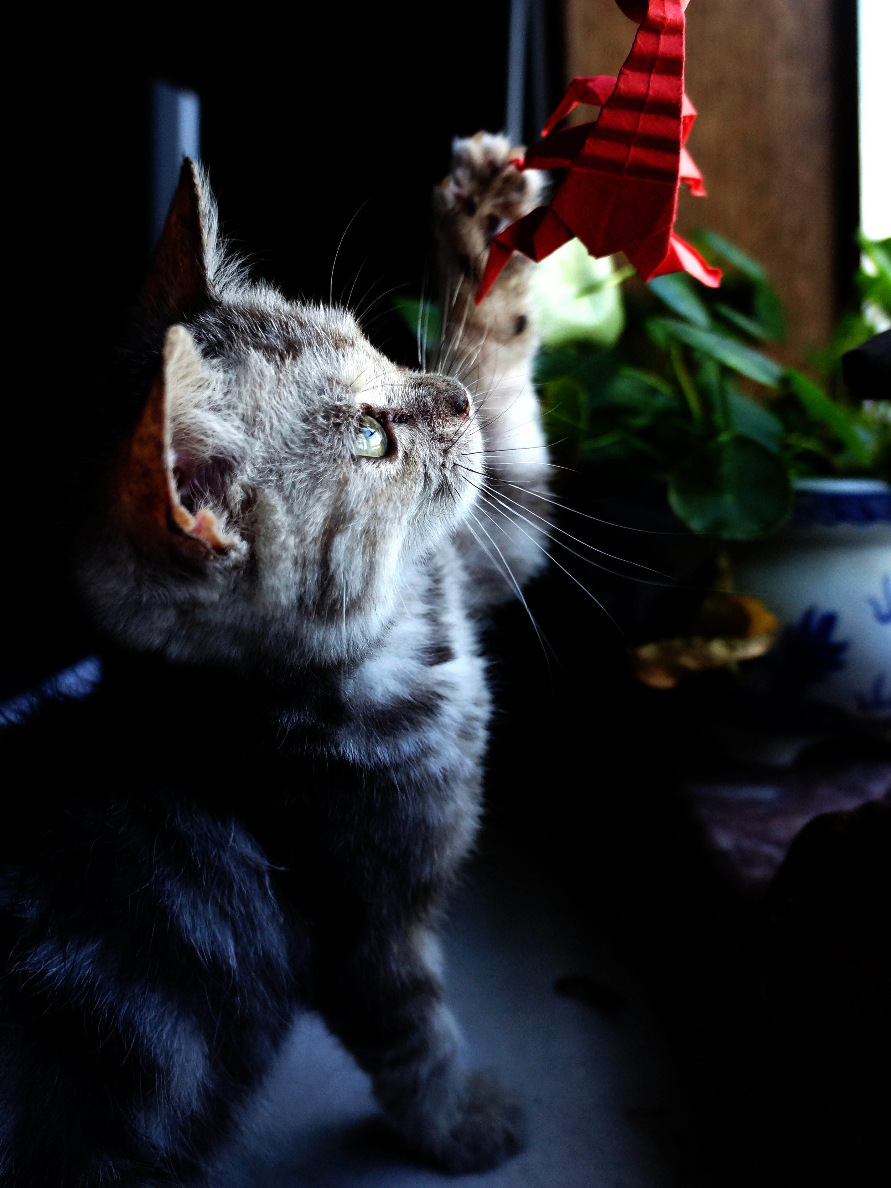 猫(美国短尾)|摄影|动物|zhl007008009 - 原创作品 - 站酷 (zcool)