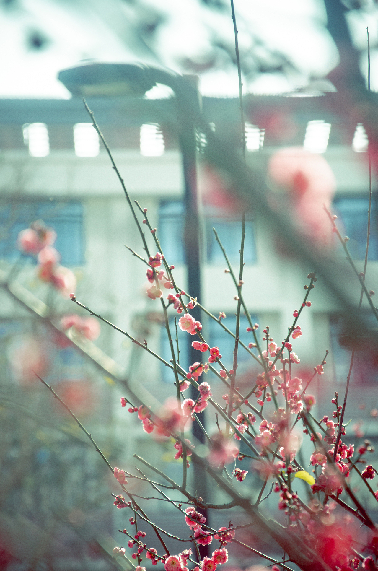 校园摄影（图ZMjY1ODgxMTcy） - 风光摄影 - 站酷设计师怪兽人坏原创素材 - 站酷ZCOOL