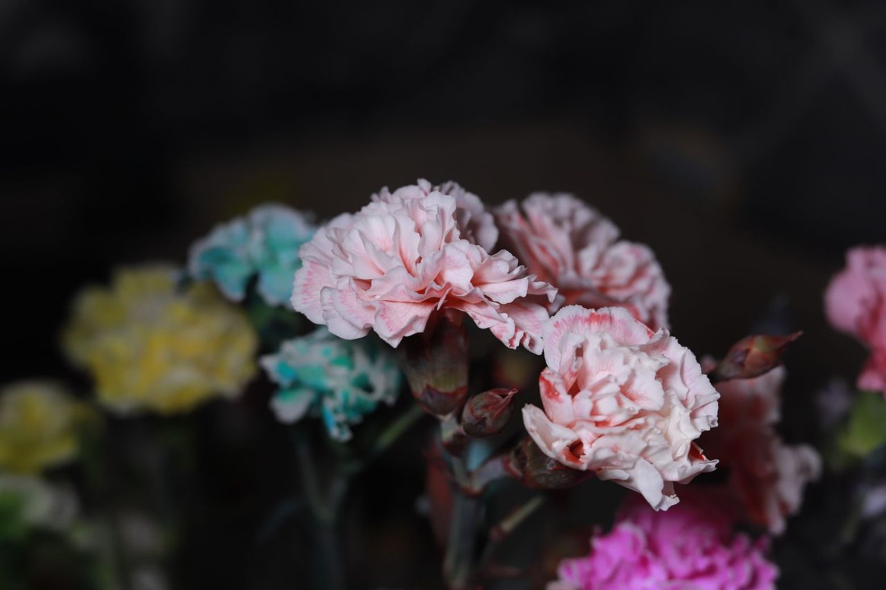 白色康乃馨染色作品（图ZMzYwNjAxMzA4） - 其他摄影 - 站酷设计师木糖醇饕餮原创素材 - 站酷ZCOOL