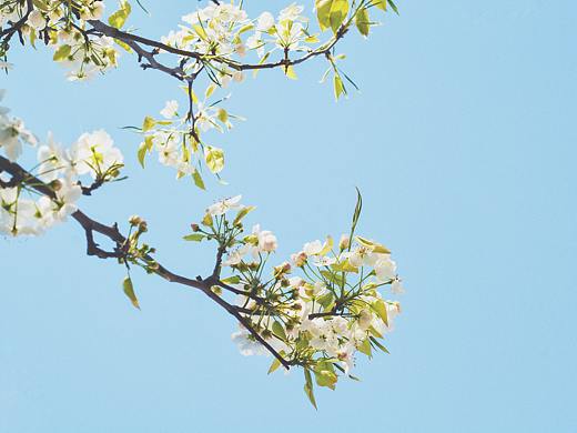 鳳有約，花不誤，歲歲如此，永不相負(fù)（個人主頁-ZMjY4Mjk4MjQ=） - 人文/紀(jì)實攝影 - 站酷設(shè)計師宇宙第一年糕原創(chuàng)素材 - 站酷ZCOOL
