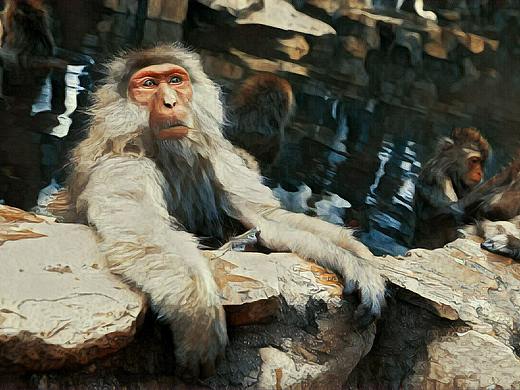 猕猴