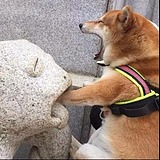 橙栀先生的头像