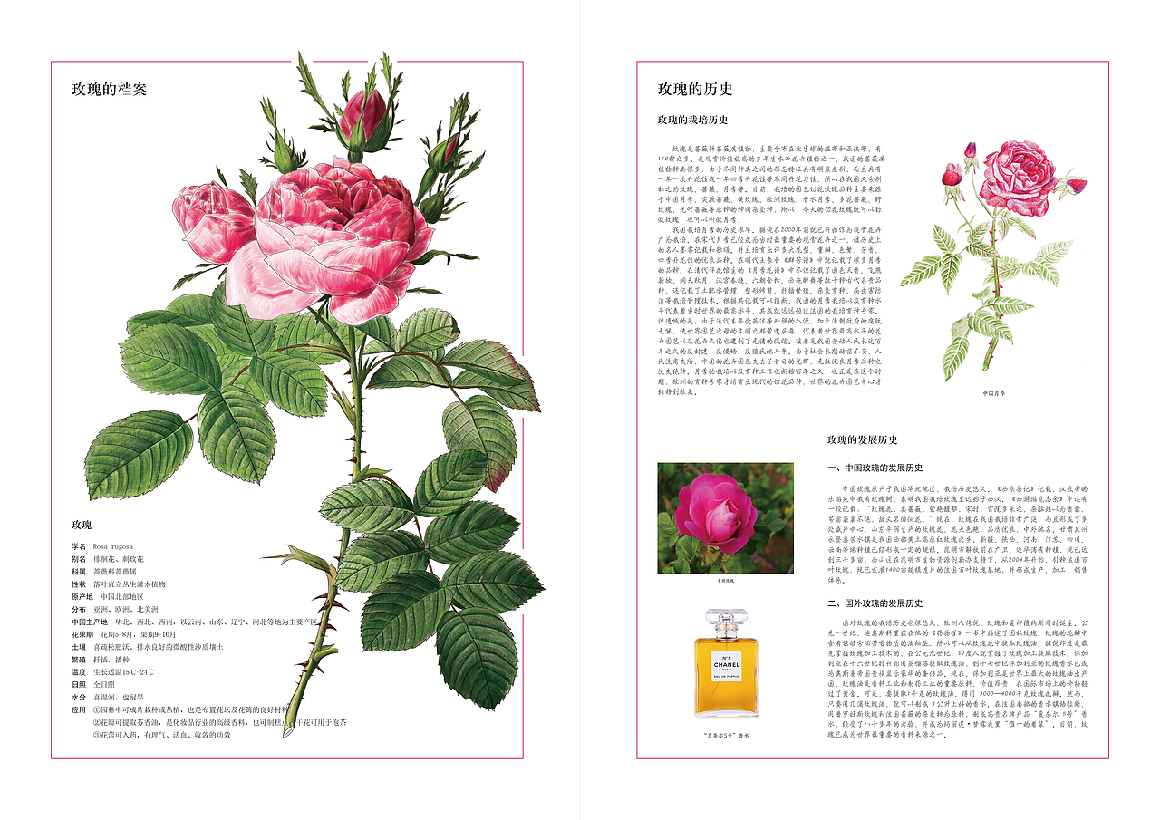 原创《玫瑰》（图ZMTUxNjkxOTc2） - 其他平面 - 站酷设计师藜小亭原创素材 - 站酷ZCOOL