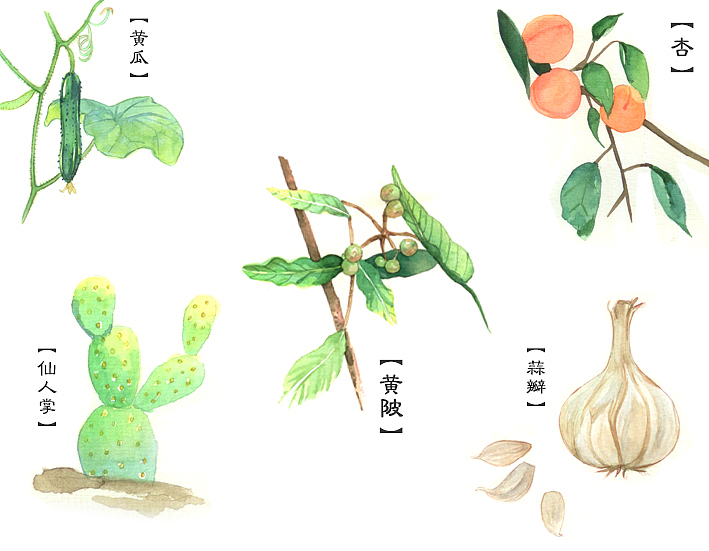 草本植物