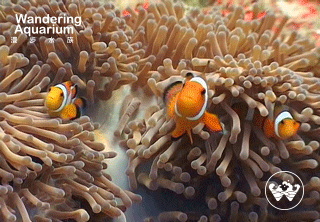 北京漫步水族logo设计 | Beijing Wandering Aquarium logo（图ZMjk4OTYyMTY=） - Logo - 站酷设计师会飞的辉原创素材 - 站酷ZCOOL