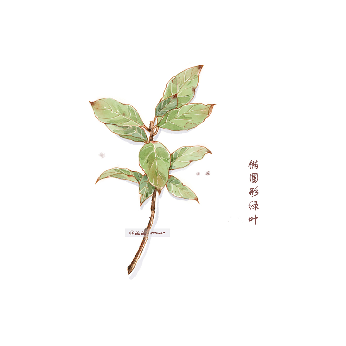 ps 仿水彩 绿叶合集