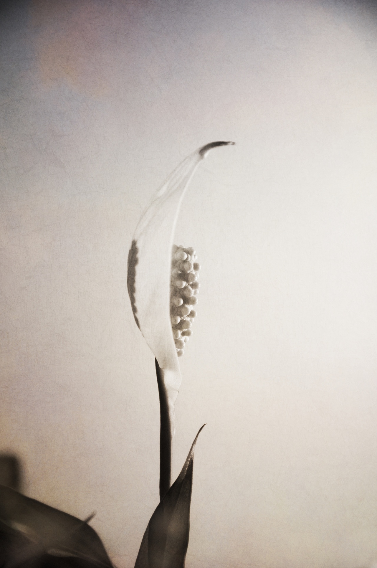 生长（图ZMjgzNDQyMDA=） - 产品摄影 - 站酷设计师壹拾贰12原创素材 - 站酷ZCOOL