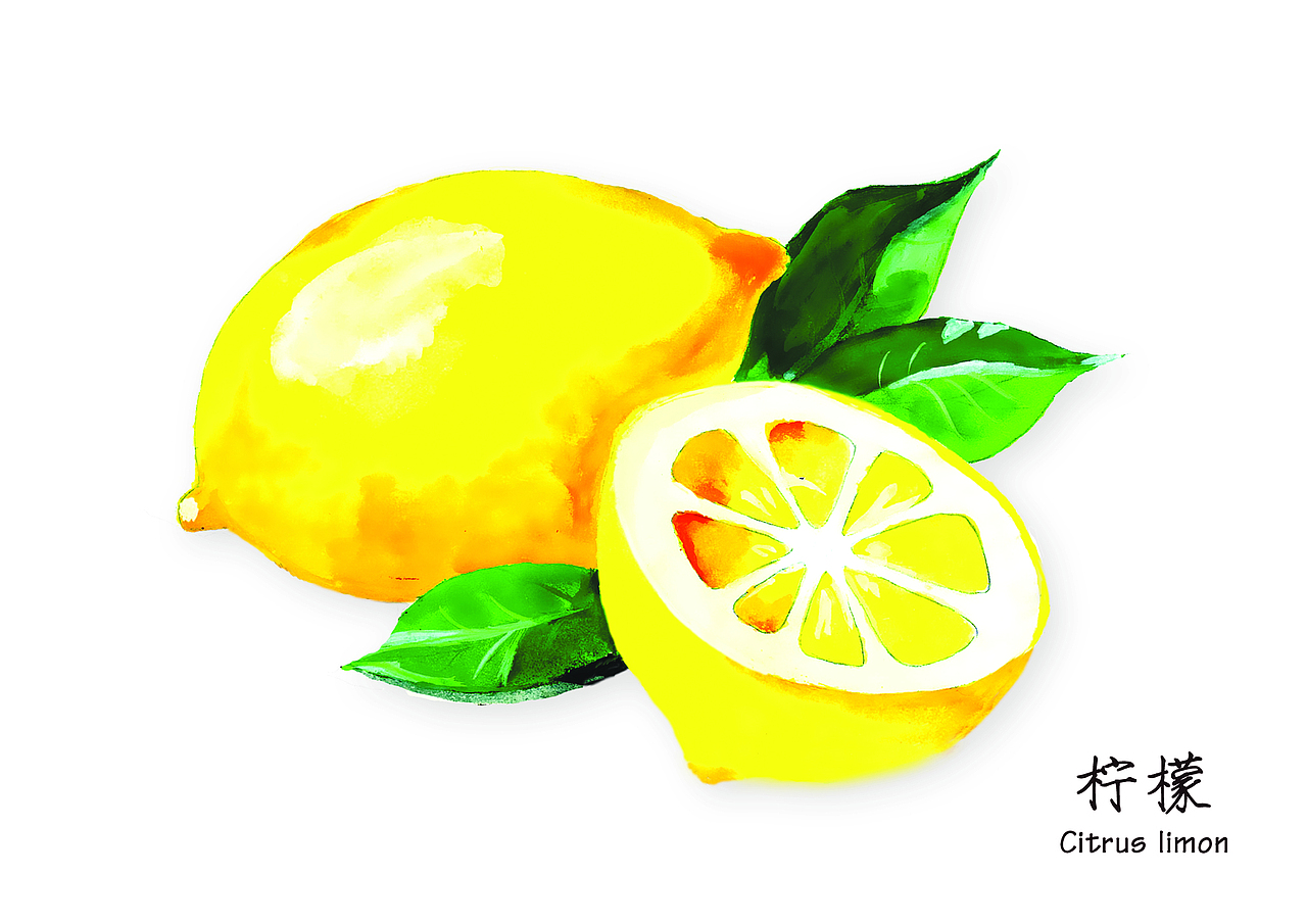 植物插画（图ZMjg4ODMwNDA=） - 商业插画 - 站酷设计师在下陈三岁_原创素材 - 站酷ZCOOL