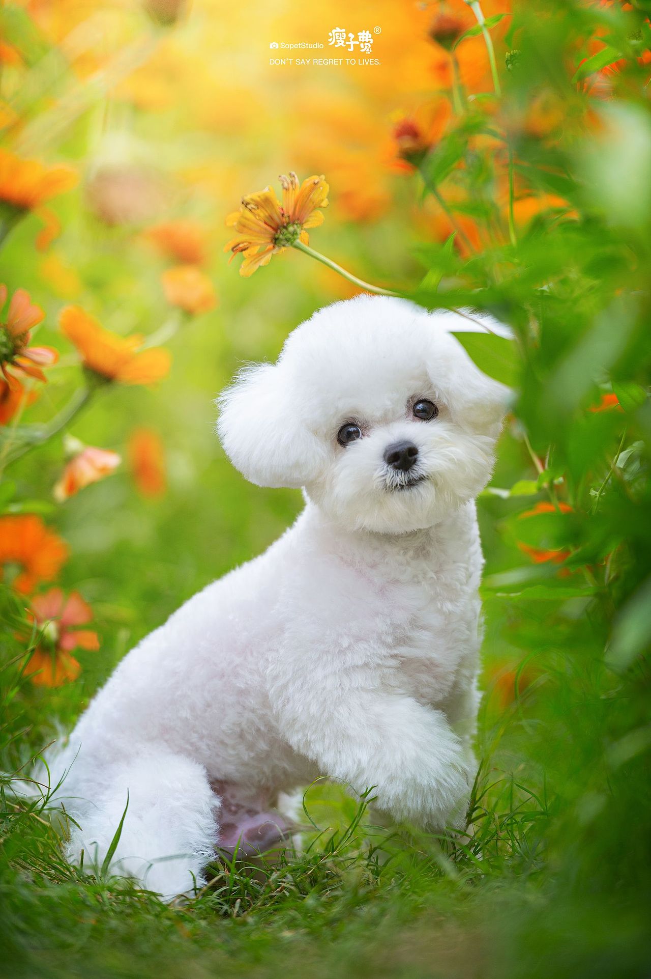 可爱的比熊犬（图ZMzIzOTE0NjY4） - 宠物摄影 - 站酷设计师宠物摄影师瘦子费原创素材 - 站酷ZCOOL