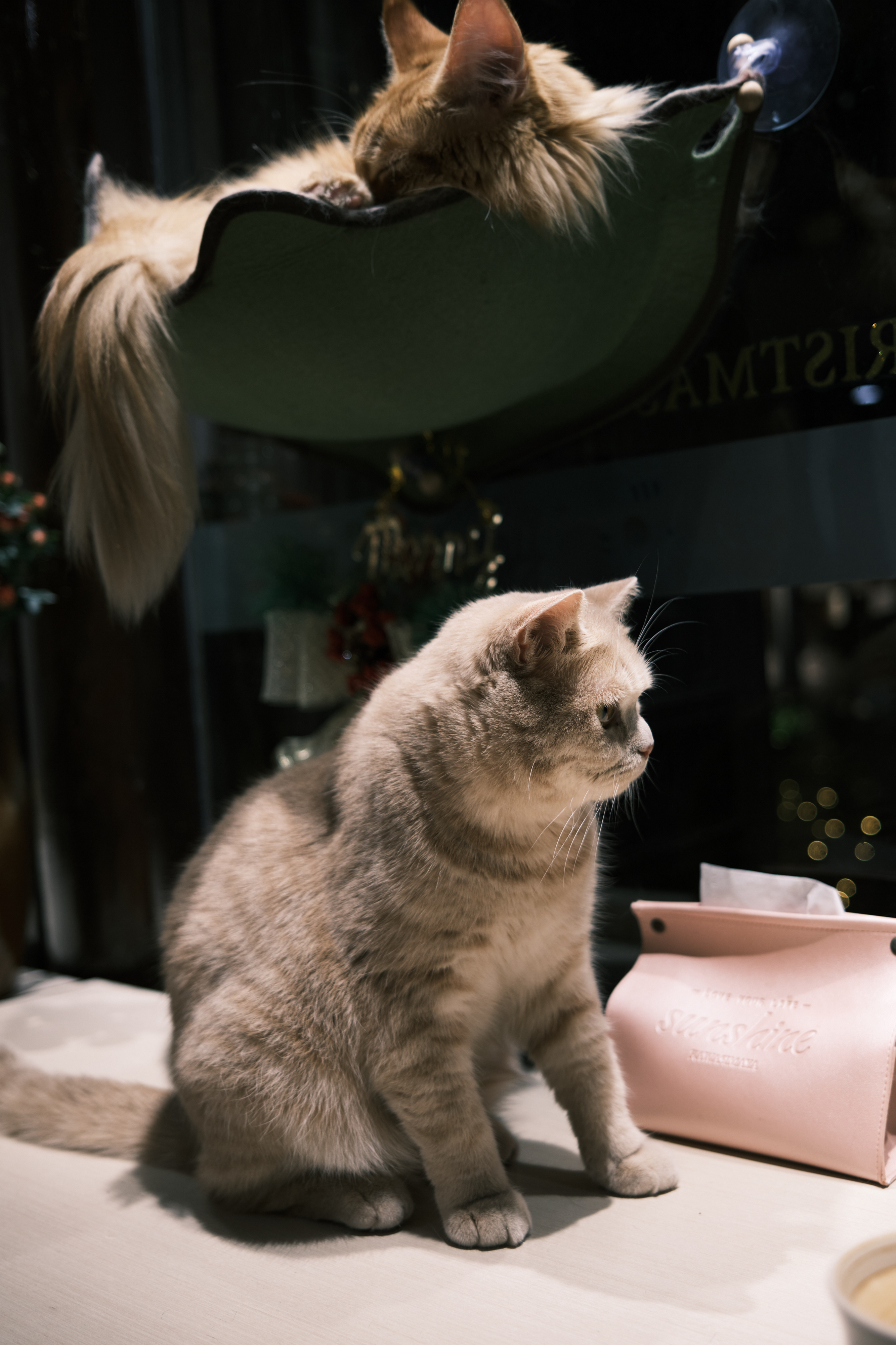 苏州的猫|摄影|人文/纪实摄影|糖糖的早茶 - 原创作品 - 站酷 (zcool)