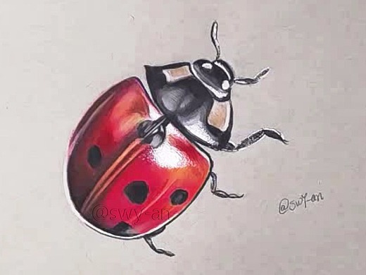 彩铅手绘|小甲虫