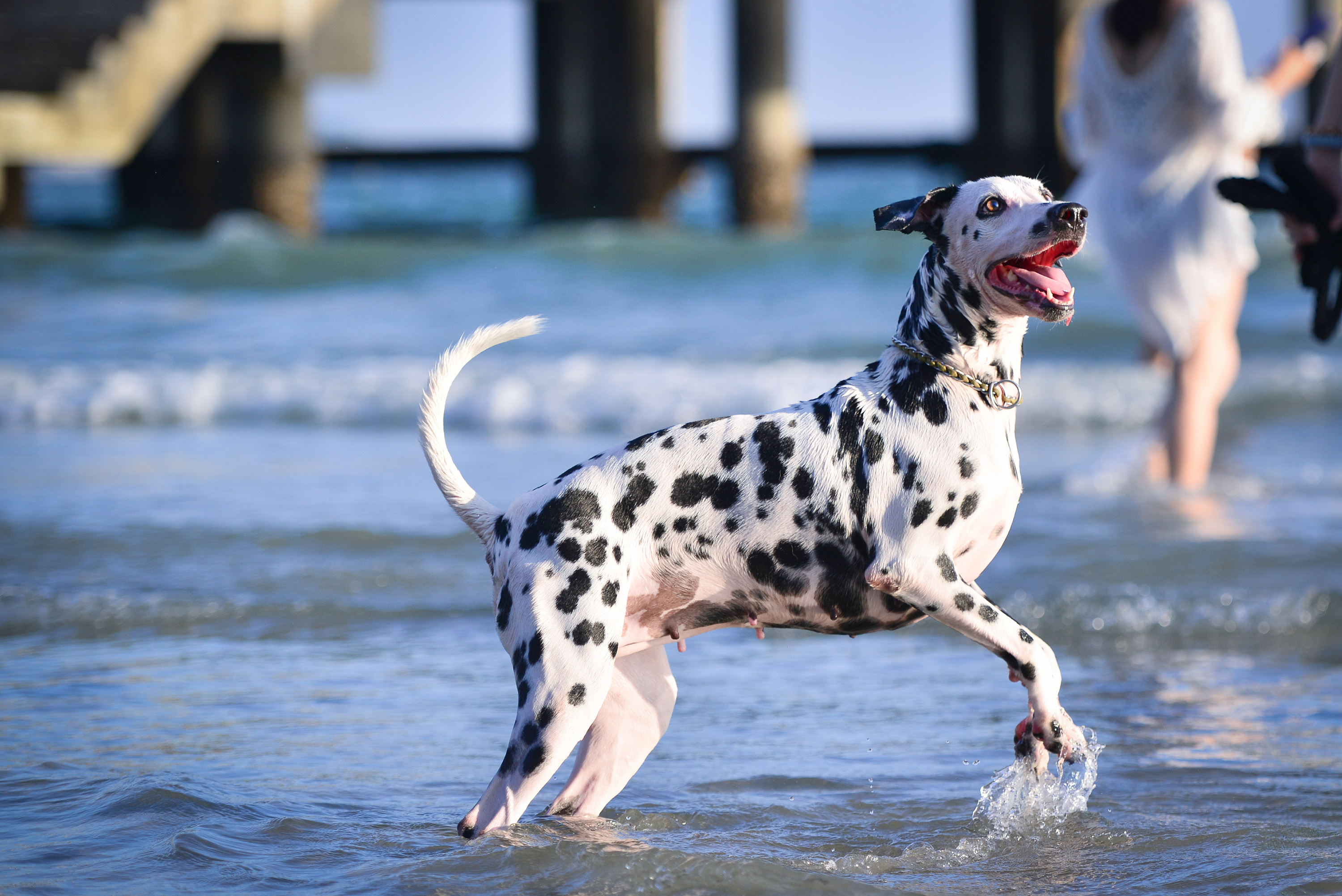 深圳宠物摄影-珀珀宠物摄影之海边的狗狗|摄影|宠物摄影|珀珀宠影 - 原创作品 - 站酷 (ZCOOL)