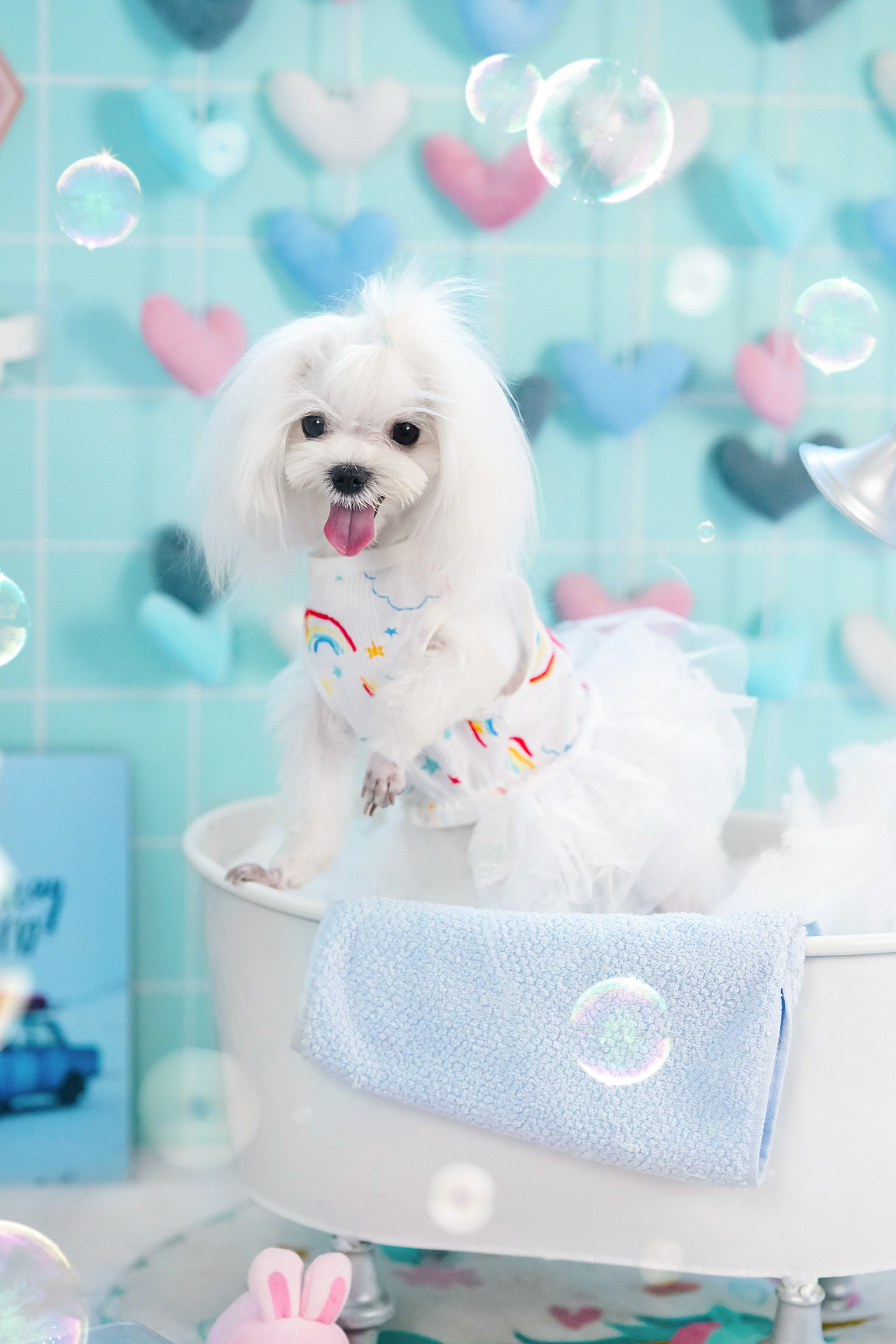 马尔济斯犬合集——宠爱拾光宠物摄影