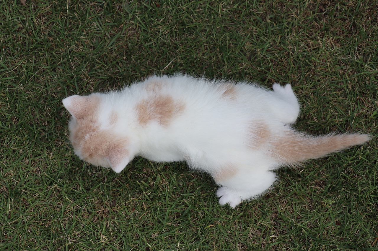 双血统英短\0508英短乳白梵公-熊二-27day450g