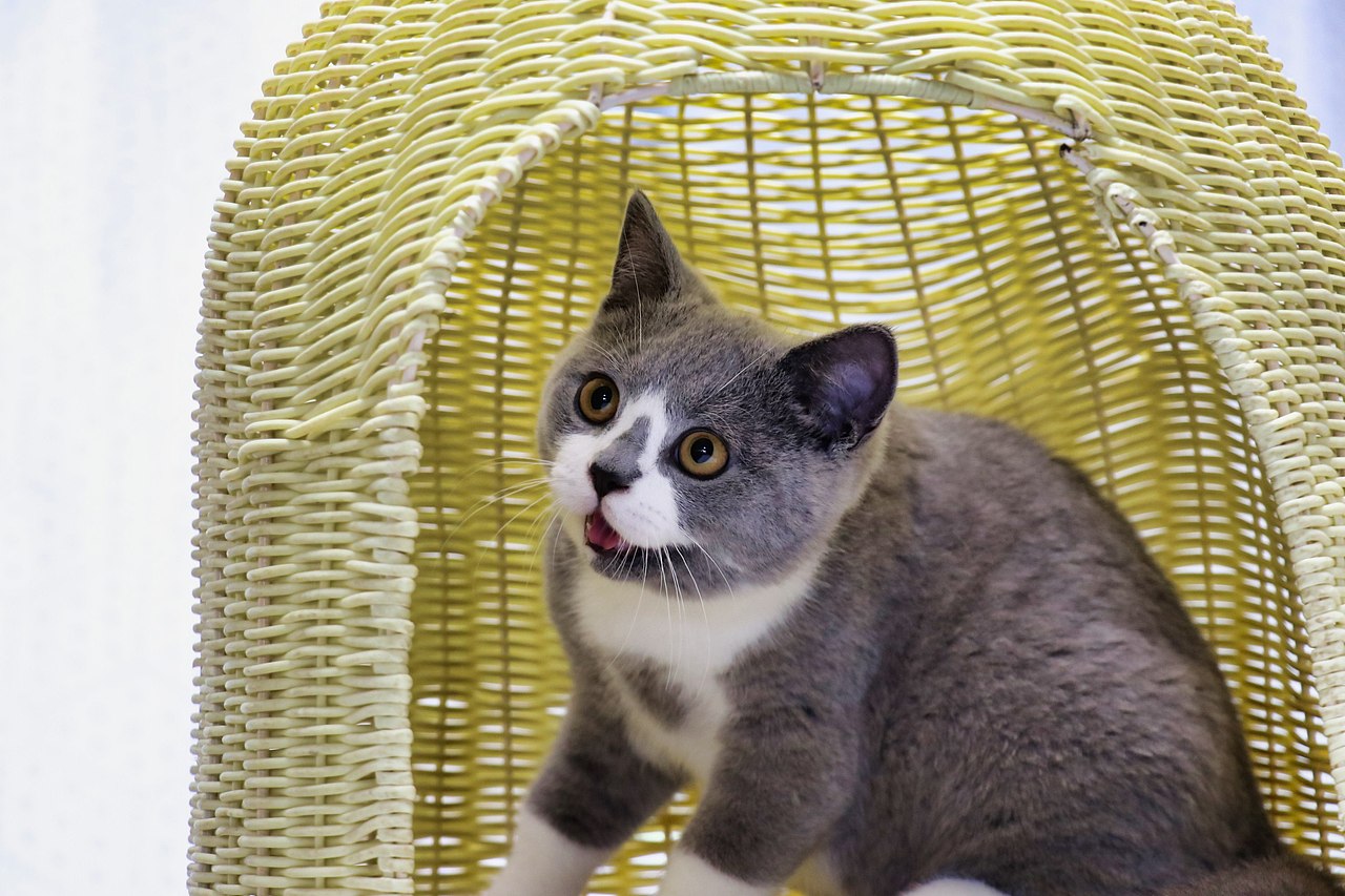 131英短蓝白公正八白手套满背英国短毛猫蓝白