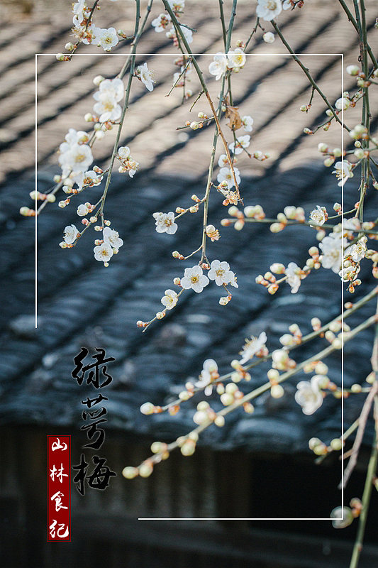 植物图鉴（三）│ 桃李春风一杯酒 江湖夜雨十年灯（图ZMTUwMDE3Nzky） - 产品摄影 - 站酷设计师山林纪原创素材 - 站酷ZCOOL