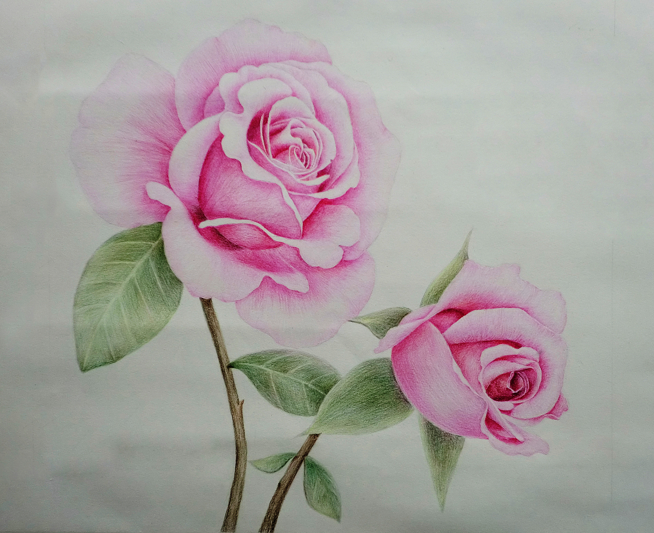 彩色铅笔手绘画---花