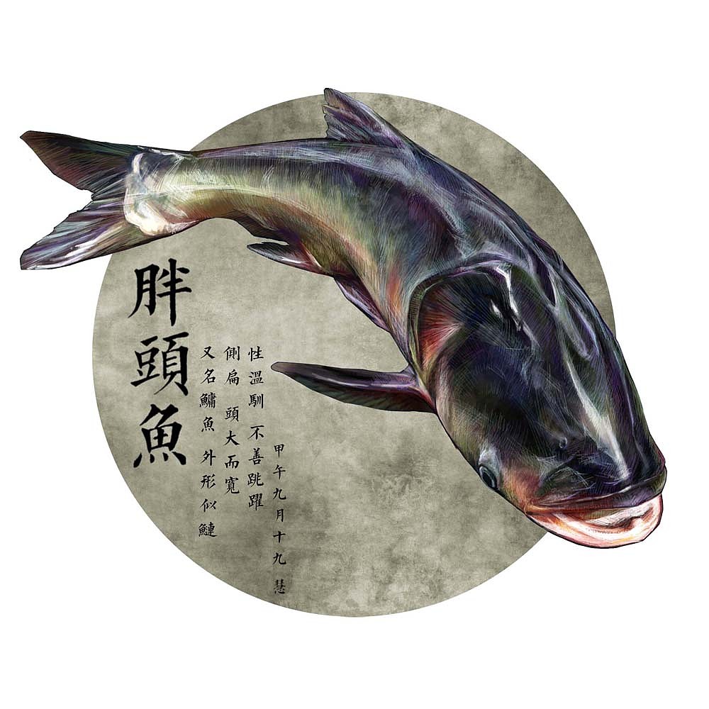 海鲜食材 系列之一 ——海参 胖头鱼 未完待续