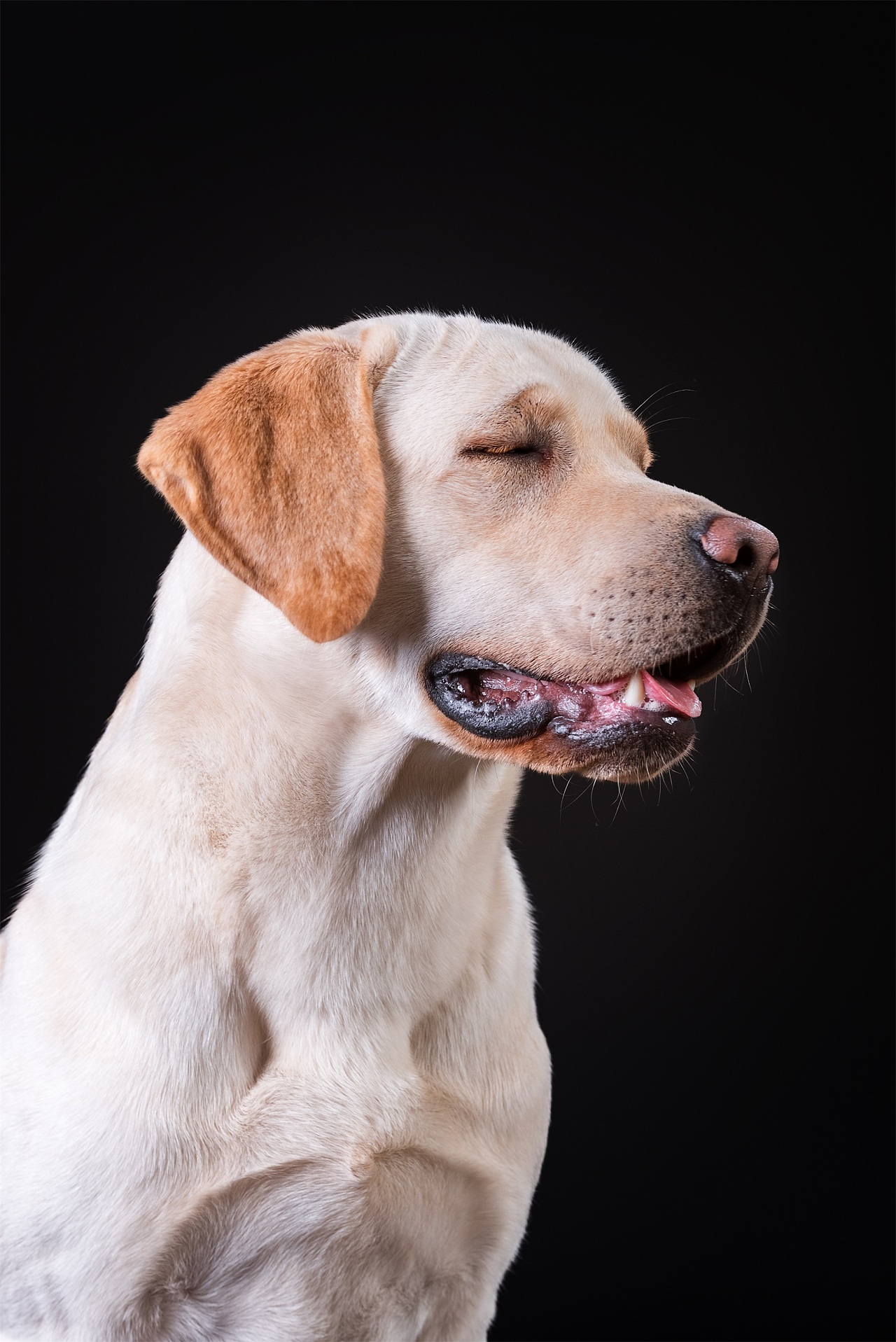 宠物肖像照|摄影|宠物摄影|郑洳亚 - 原创作品 - 站酷 (zcool)