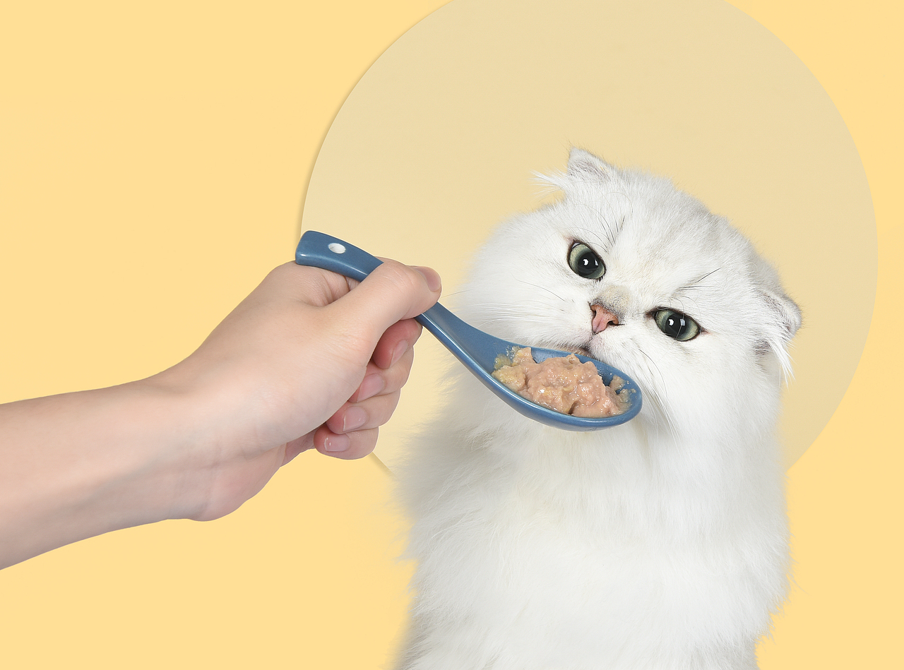 无尾猫条（图ZMjY0Mzc3MDI0） - 宠物摄影 - 站酷设计师独立摄影原创素材 - 站酷ZCOOL