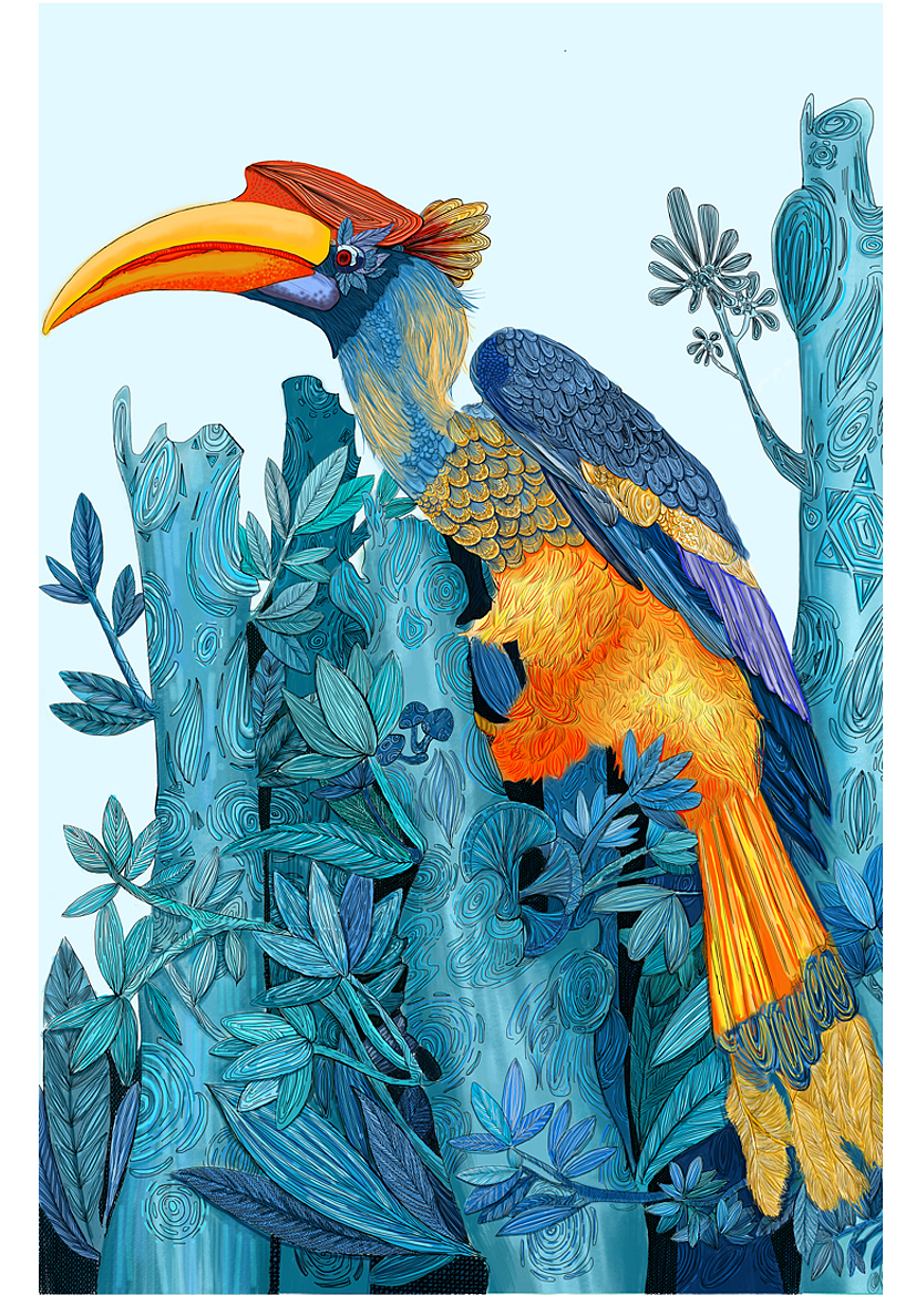 云南珍稀动物之犀鸟