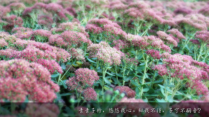 青青子衿,悠悠我心。纵我不往,子宁不嗣音?