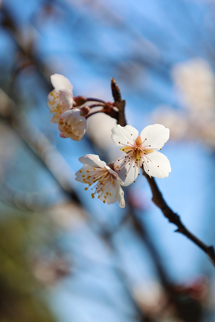 攝影.春日櫻桃花開（圖ZMzMyMjEwNzgw） - 風(fēng)光攝影 - 站酷設(shè)計(jì)師海天旖原創(chuàng)素材 - 站酷ZCOOL