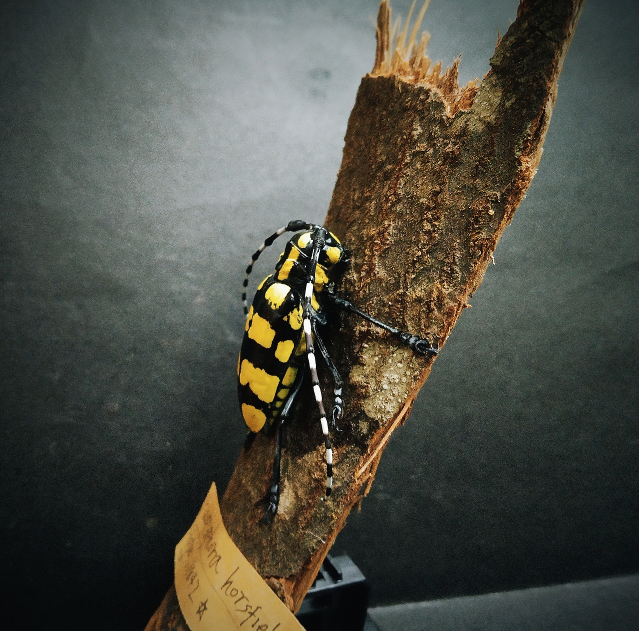 昆虫标本楝星天牛