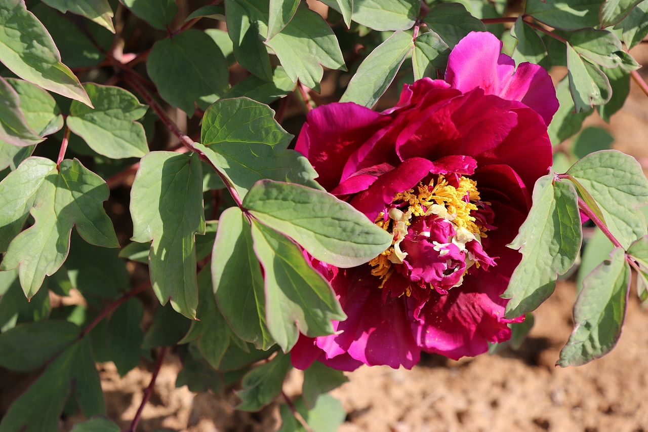 富贵牡丹（图ZMTEyMzU1MjY0） - 风光摄影 - 站酷设计师冰无漪原创素材 - 站酷ZCOOL