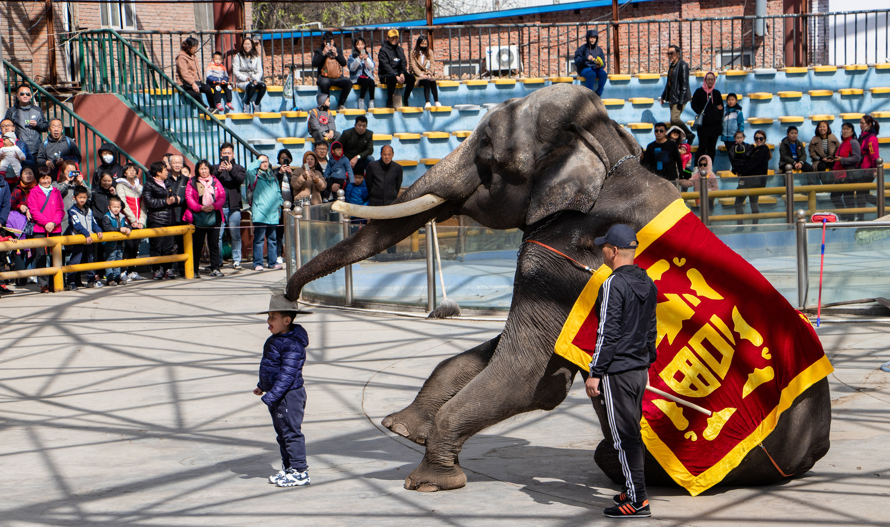 泰国大象表演|摄影|动物|陶路朋 - 原创作品 - 站酷 (ZCOOL)