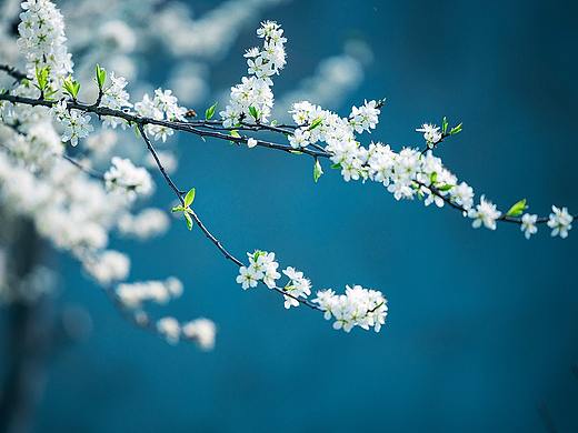 客心浩荡东风急，把酒看花能几时。