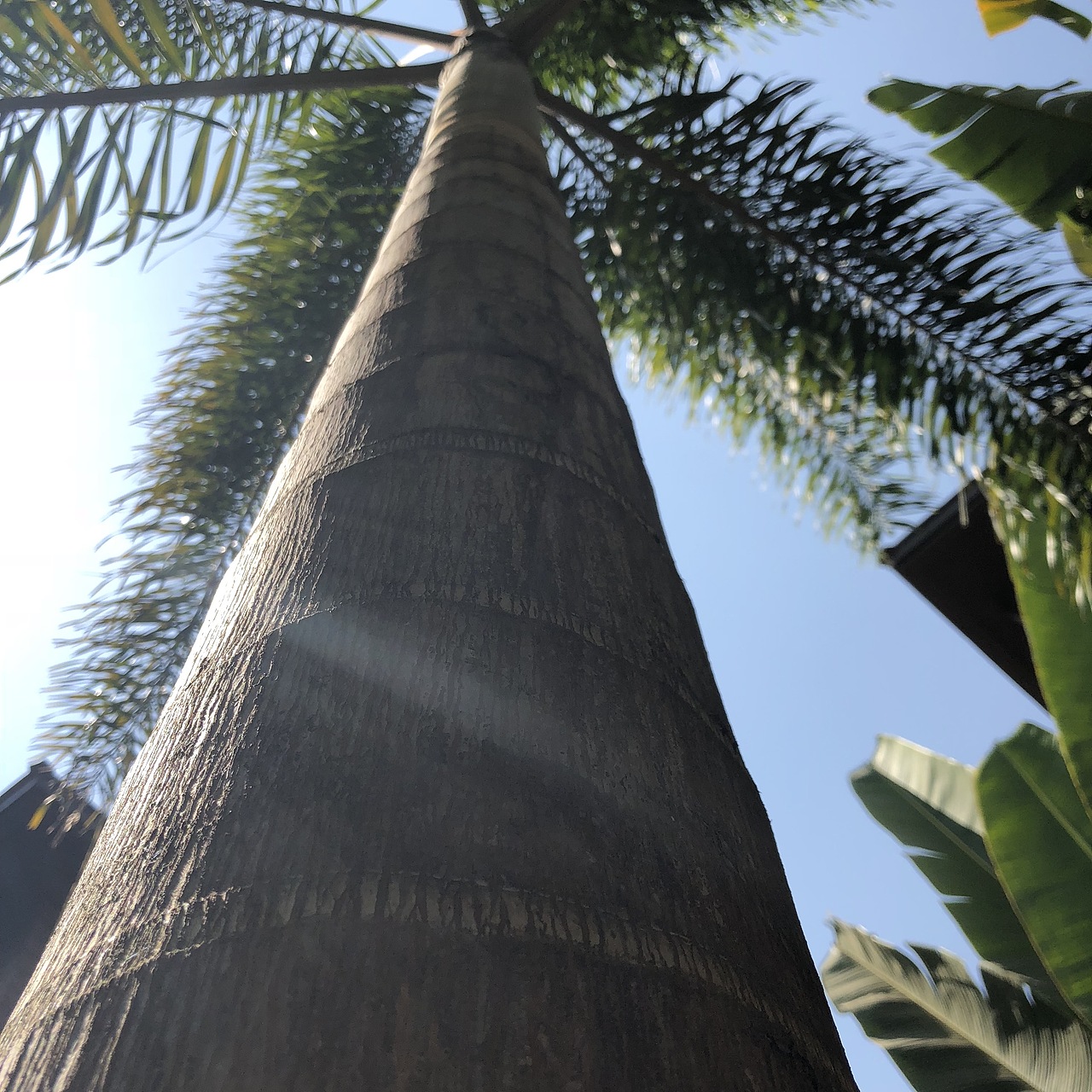 西双版纳📱游客照（图ZMTY1ODMxNzI0） - 人文/纪实摄影 - 站酷设计师1二叁拾原创素材 - 站酷ZCOOL