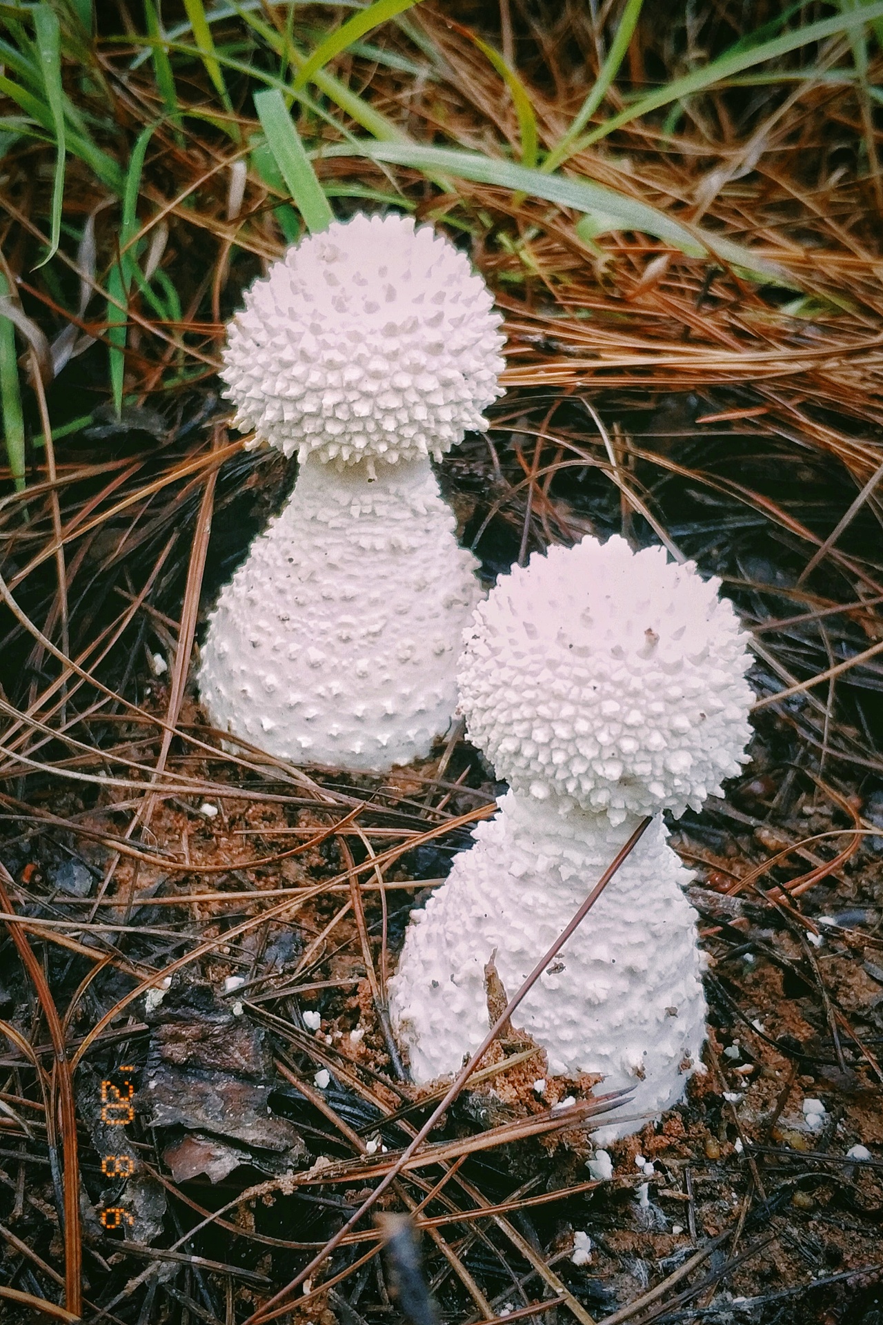 云南野生菌随拍