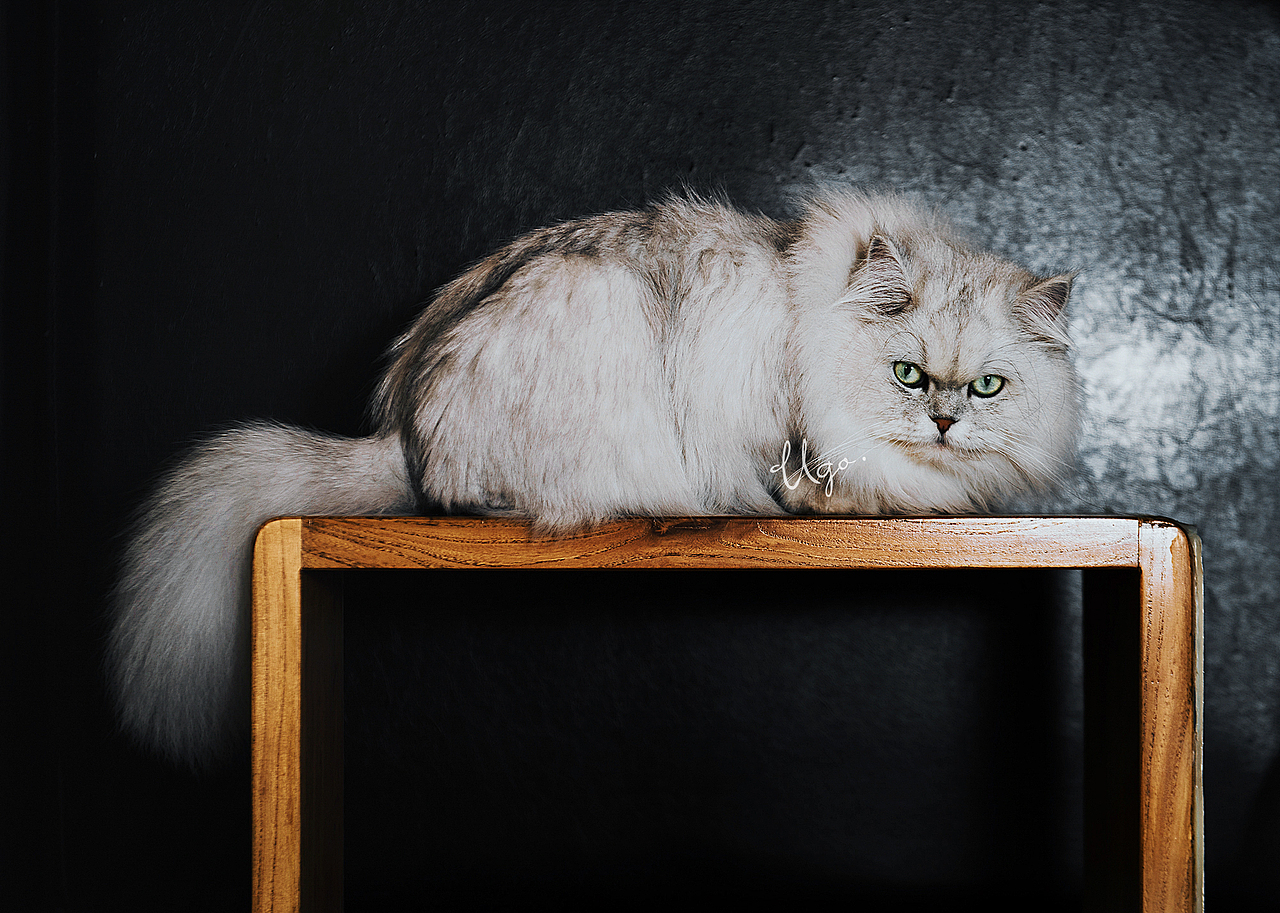 gazing凝视【动物摄影师何某某个人作品28】