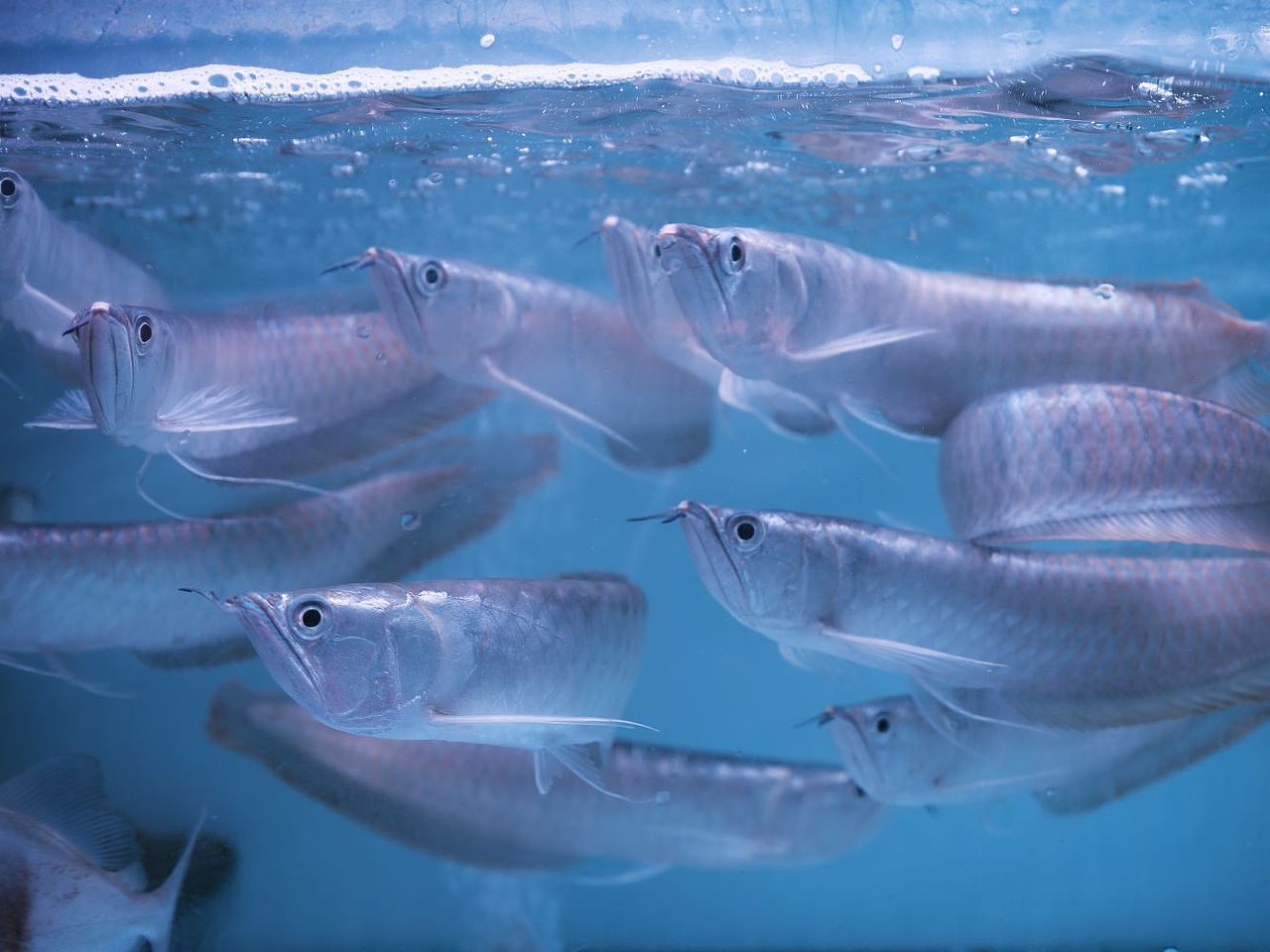 水族（圖ZMzM4MTA0NjMy） - 寵物攝影 - 站酷設(shè)計師大鵬映象原創(chuàng)素材 - 站酷ZCOOL