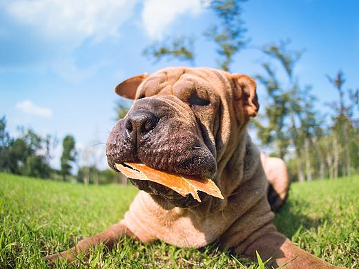 合集三【小哈寵物攝影】（個(gè)人主頁-ZNTAwNjEzNjg=） - 寵物攝影 - 站酷設(shè)計(jì)師小哈_ZwQ原創(chuàng)素材 - 站酷ZCOOL