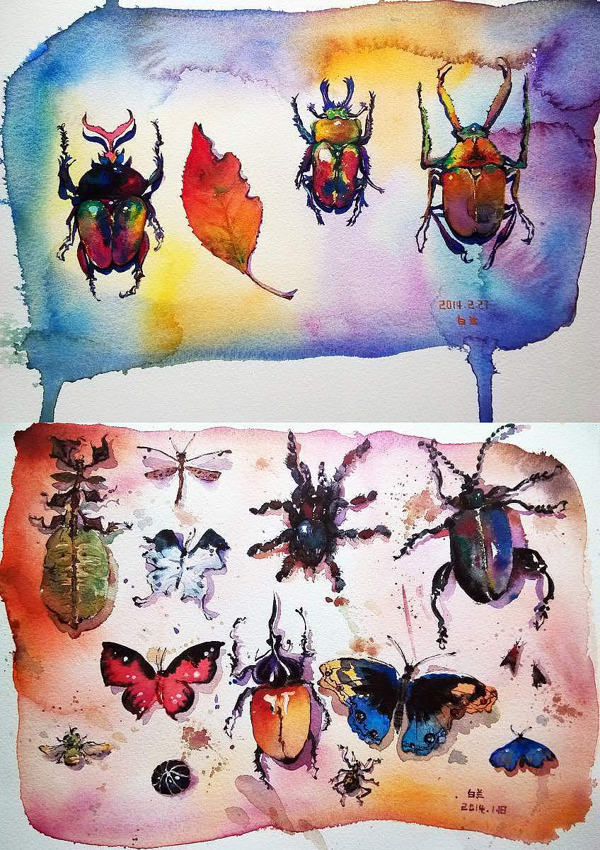 《昆虫志》——手绘水彩