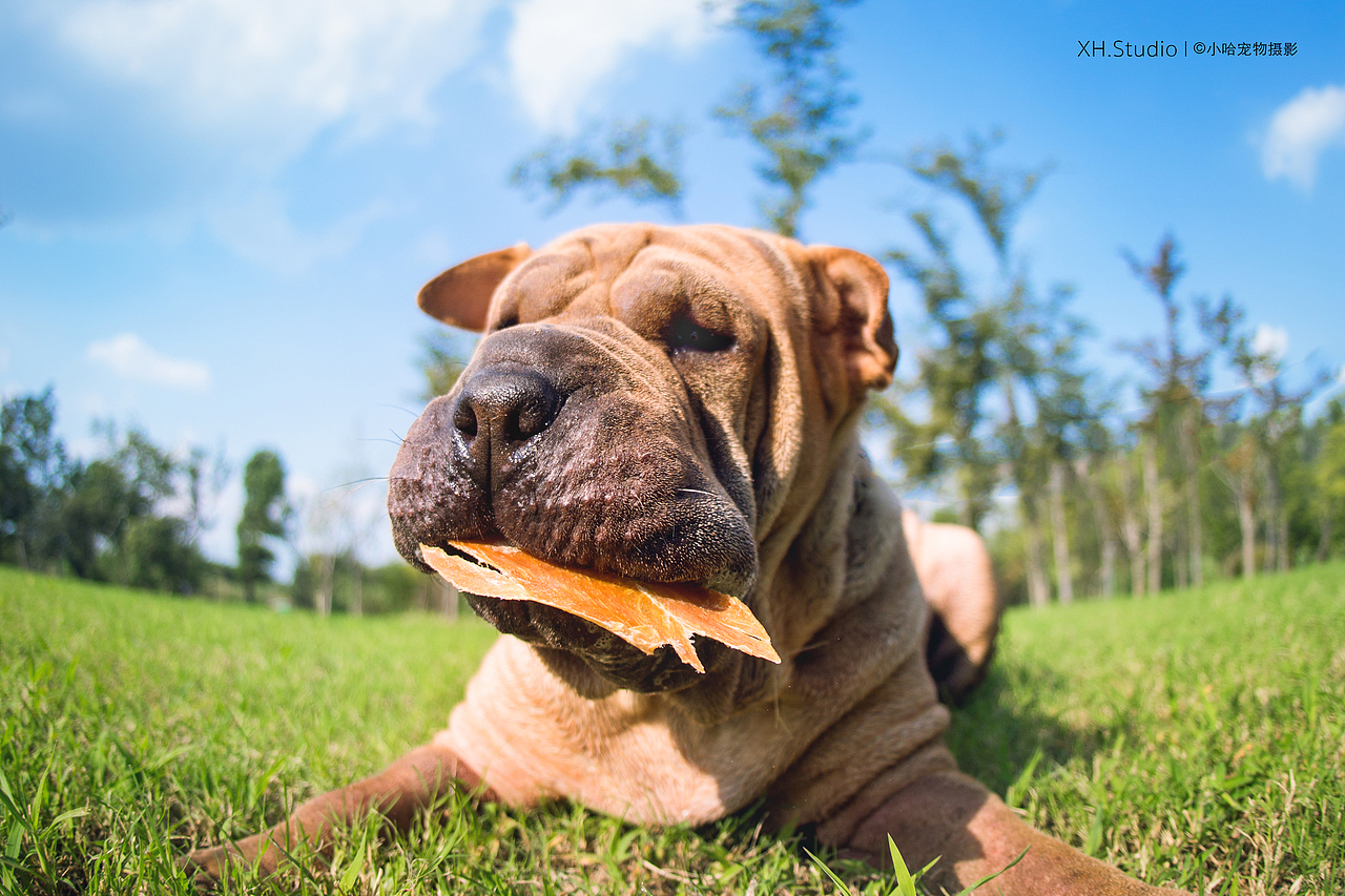 合集三【小哈宠物摄影】（图ZMjM4NTI5NDQw） - 宠物摄影 - 站酷设计师小哈_ZwQ原创素材 - 站酷ZCOOL