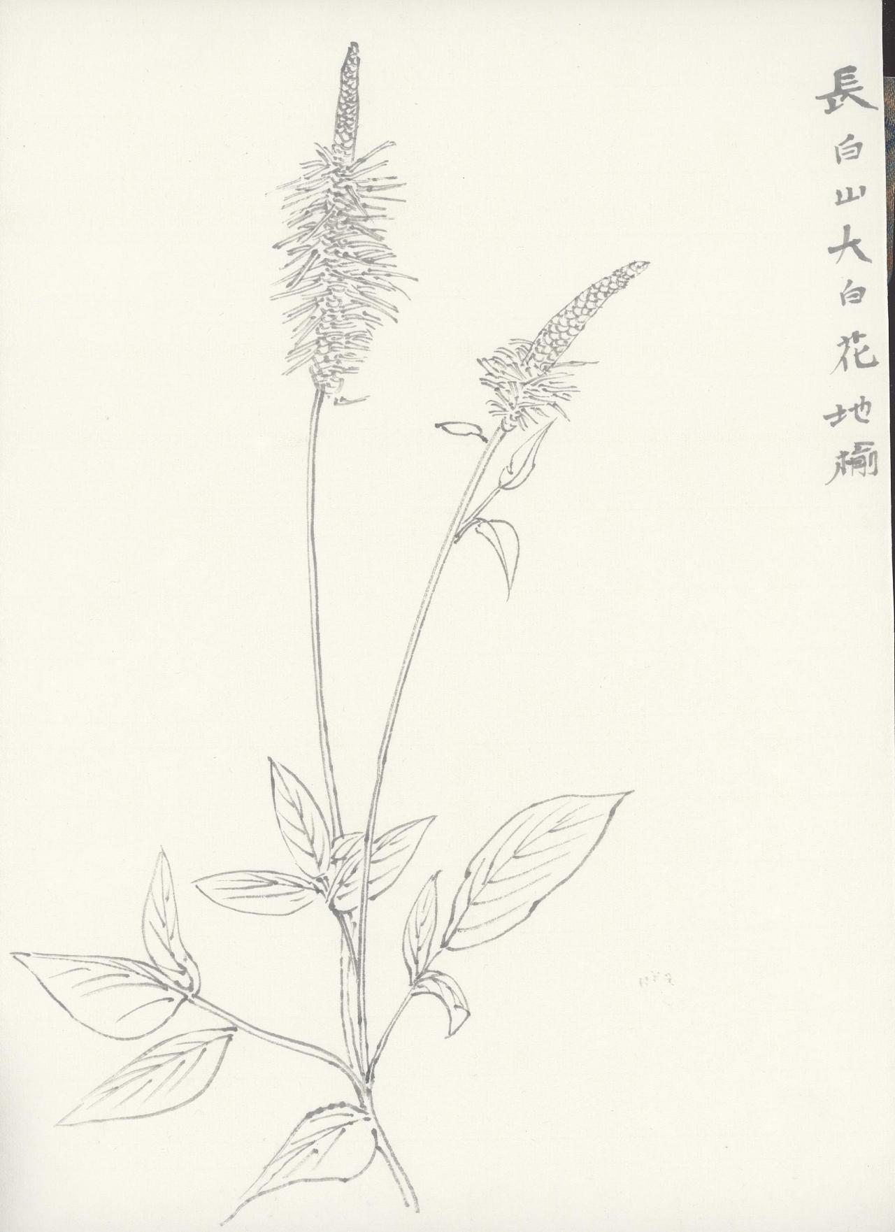 白描-长白山植被-23-44