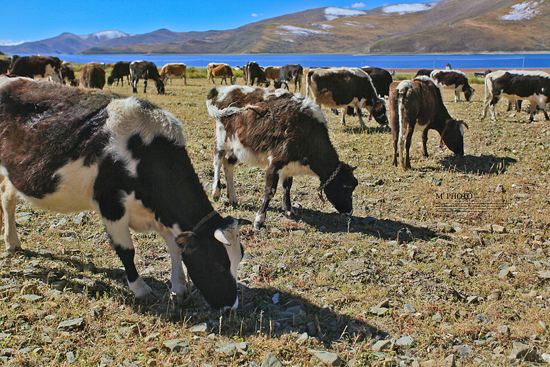 || 設計眼光去攝影 || 西藏 #出发的勇气2014#（图ZMjA1MjY2Mjg=） - 风光摄影 - 站酷设计师缪MIAO原创素材 - 站酷ZCOOL